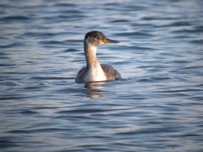 Red-necked Grebe