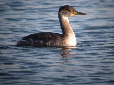 Red-necked Grebe