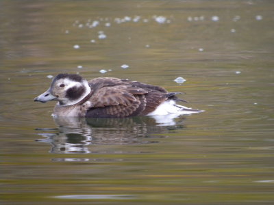 Long -tailed Duck ( female)