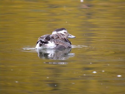 Long -tailed Duck ( female)