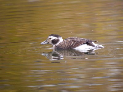 Long -tailed Duck ( female)