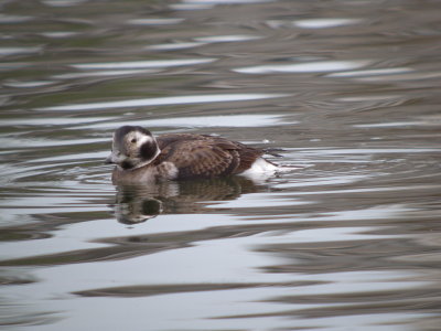 Long -tailed Duck ( female)