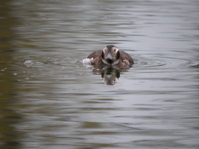 Long -tailed Duck ( female)