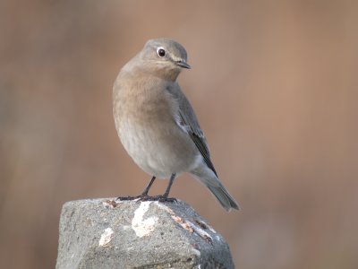 Mountain Bluebird (female)