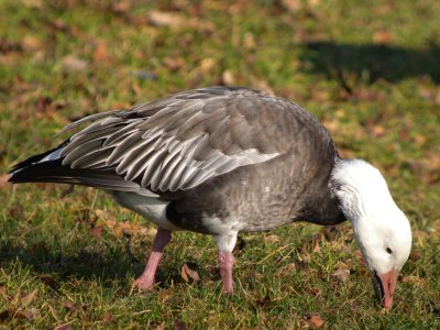 Snow Goose (  dark adult )