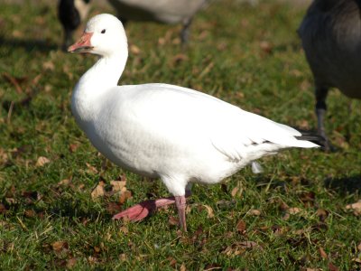 Snow Goose