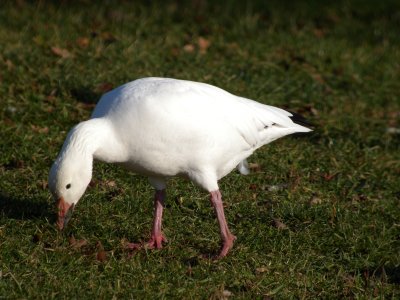 Snow Goose