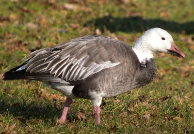 Snow Goose (  dark adult )