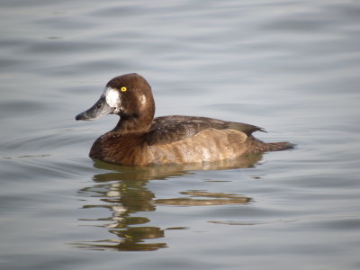 Greater Scaup ( female non breeding )