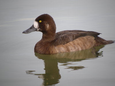 Greater Scaup ( female non breeding )