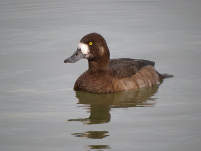 Greater Scaup ( female non breeding )