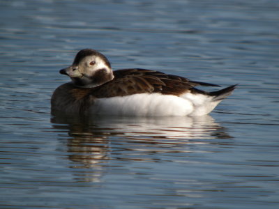 Long -tailed Duck ( female)