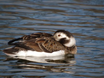 Long -tailed Duck ( female)