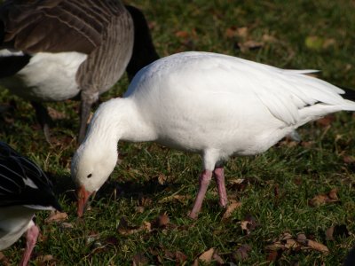 Snow Goose