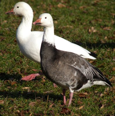 Snow Goose ( dark and white )