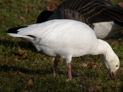 Snow Goose