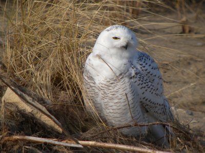 Snowy Owl