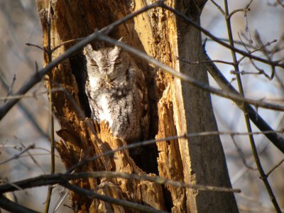 Eastern Screech Owl ( gray morph )