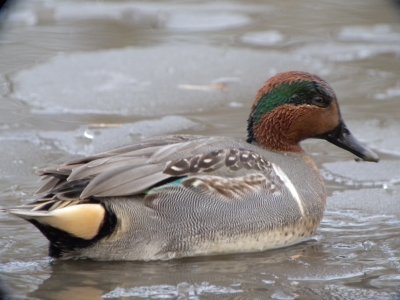 Green-winged Teal ( male not quite full breeding )