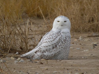 Snowy Owl