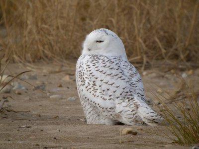 Snowy Owl