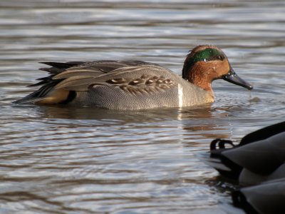 Green-winged Teal ( male not quite full breeding )