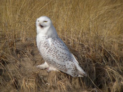 Snowy Owl