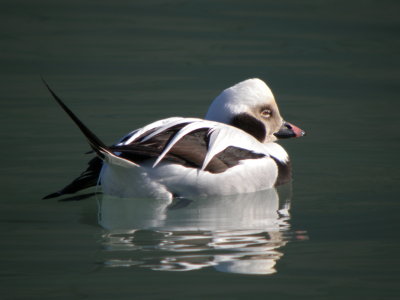 Long -tailed Duck ( winter male)