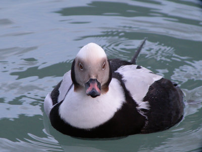 Long -tailed Duck ( winter male)