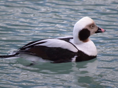 Long -tailed Duck ( winter male)