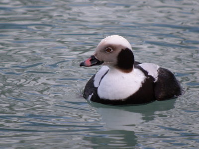 Long -tailed Duck ( winter male)