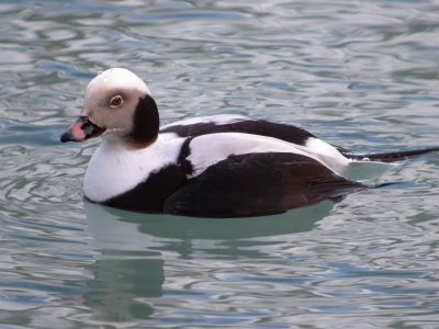 Long -tailed Duck ( winter male)