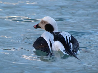 Long -tailed Duck ( winter male)