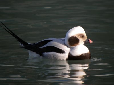 Long -tailed Duck ( winter male)