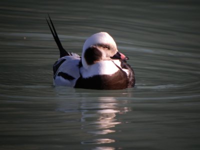 Long -tailed Duck ( winter male)