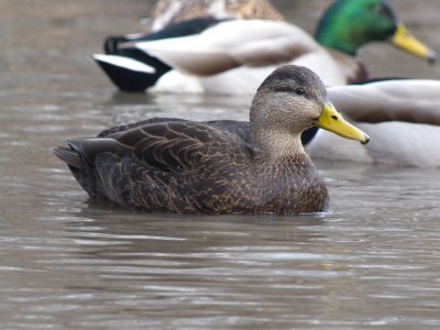 American Black Duck