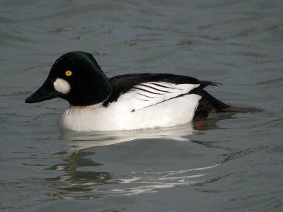 Common Goldeneye (male breeding )