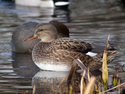 Gadwall (female)