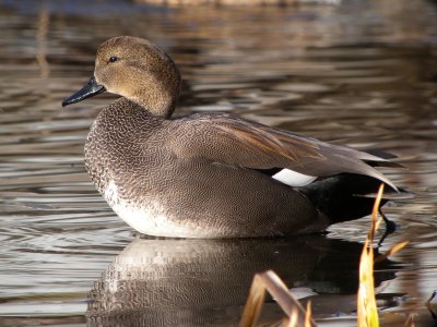Gadwall (male)