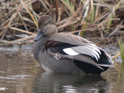 Gadwall (male)
