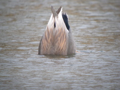 Gadwall (male)