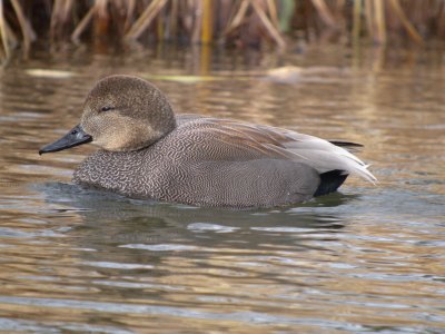 Gadwall (male)