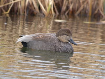 Gadwall (male)