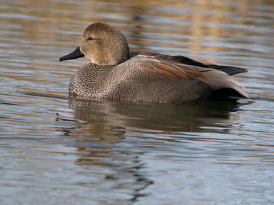 Gadwall (male)