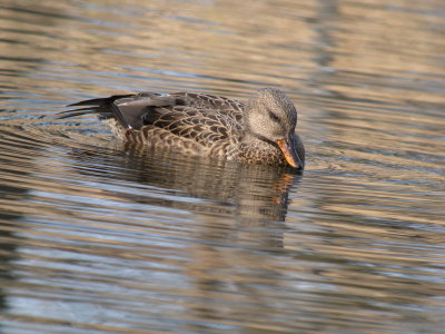 Gadwall (female)