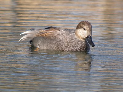 Gadwall (male)