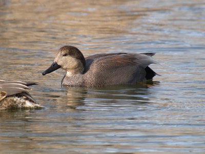 Gadwall (male)