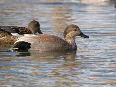 Gadwall (male)