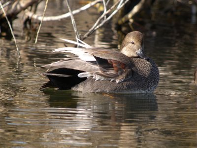 Gadwall (male)