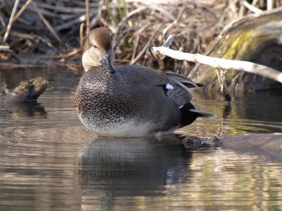 Gadwall (male)